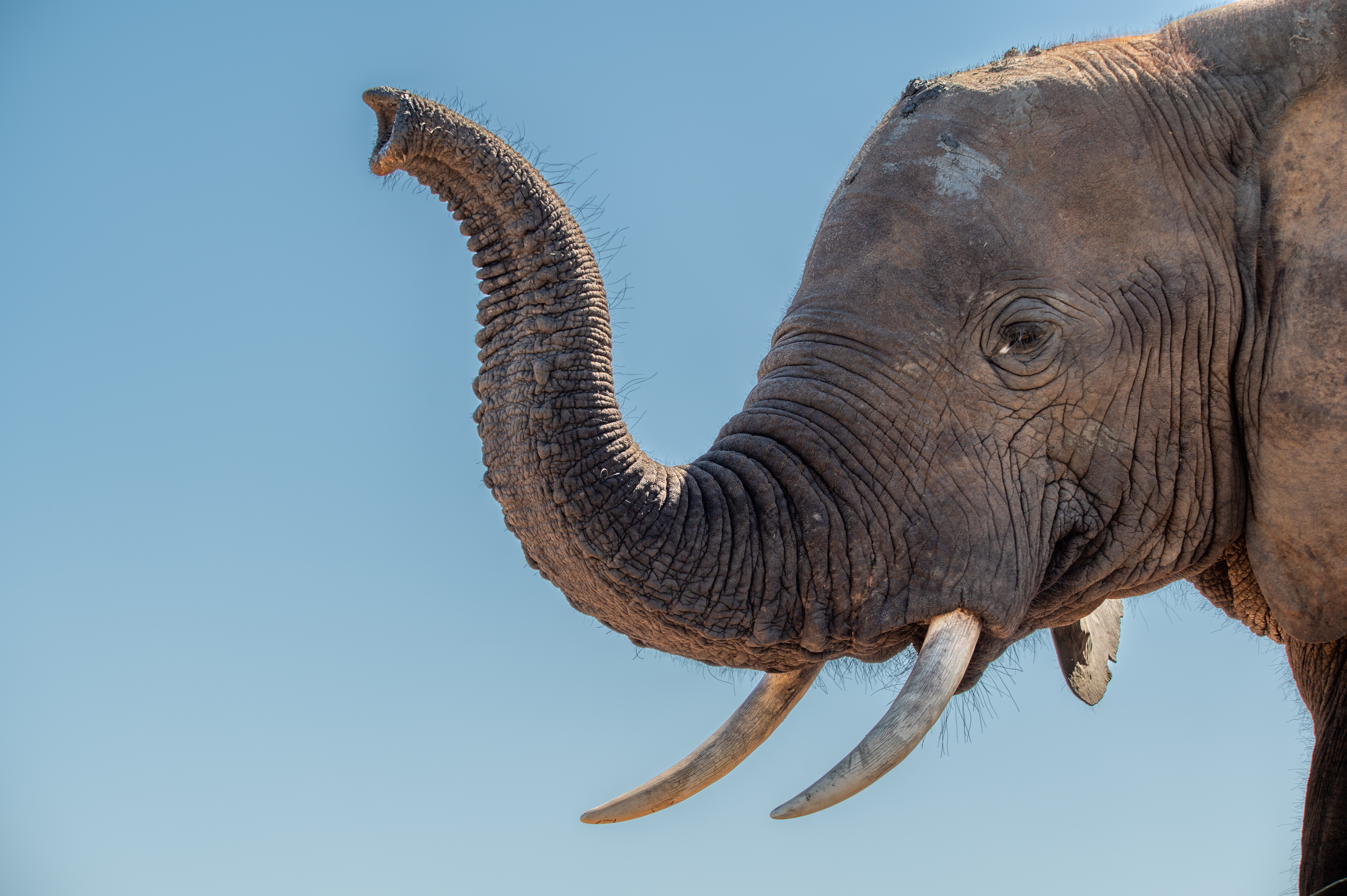 Addo National Park