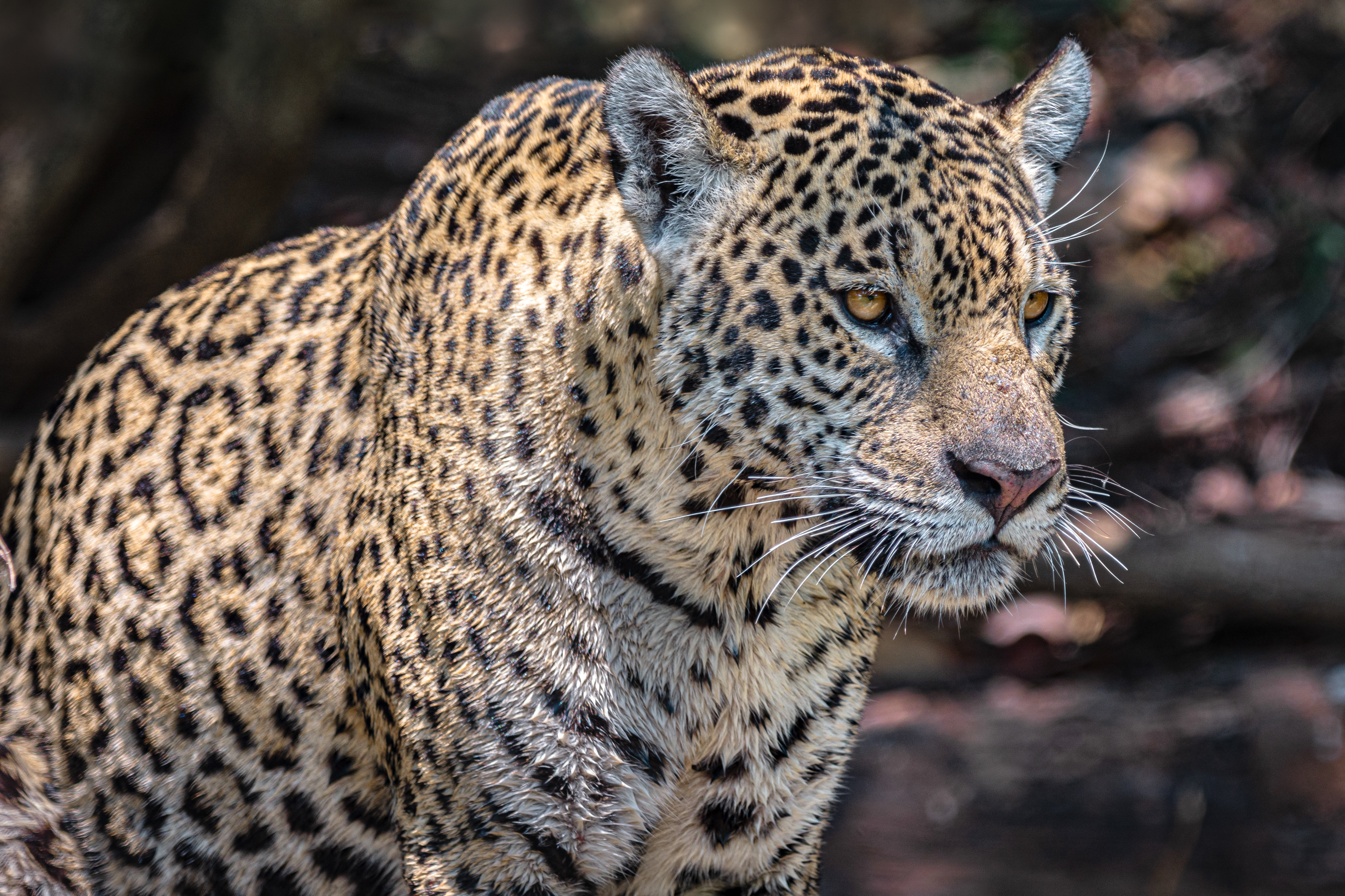 Jaguar
