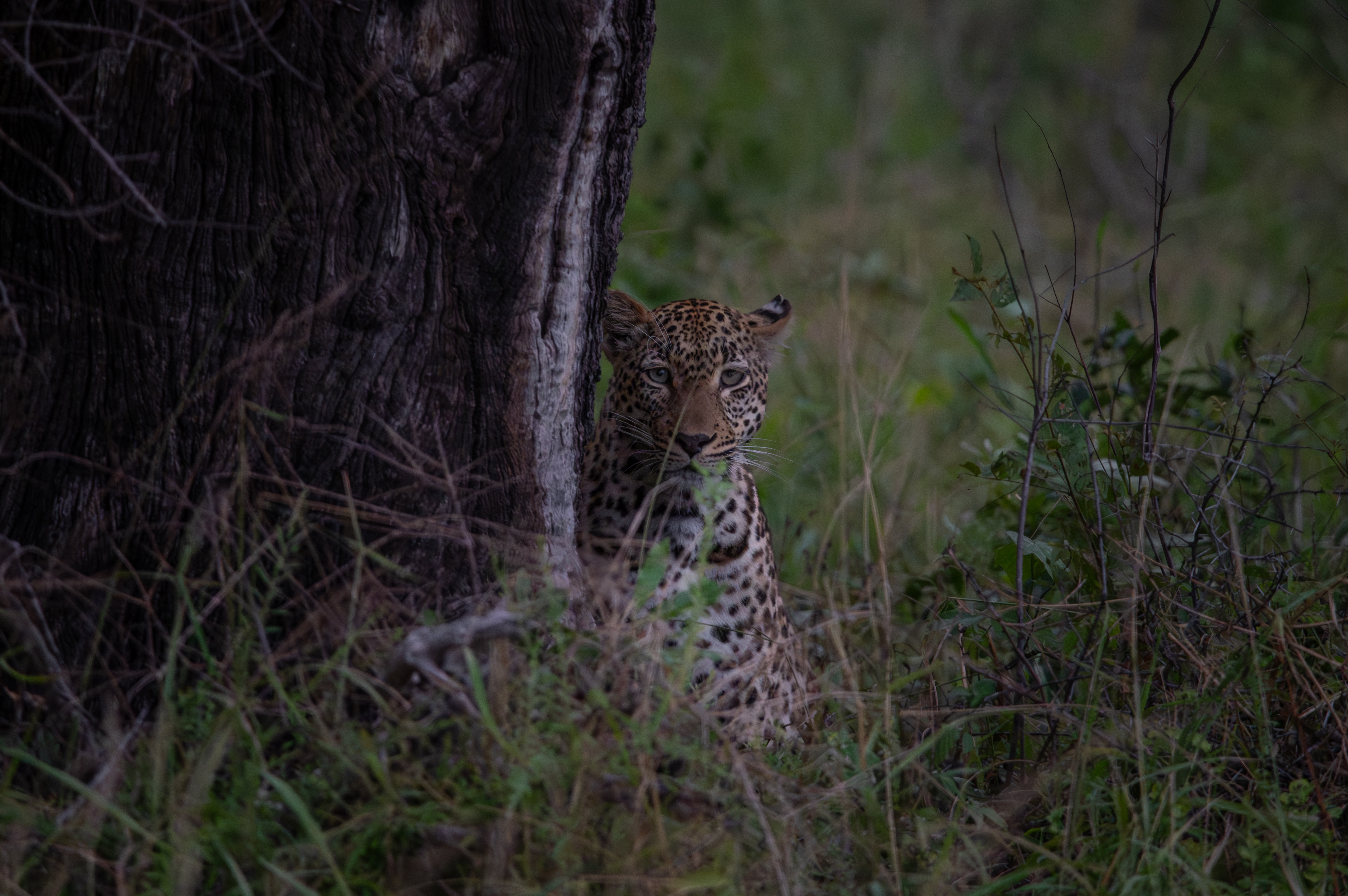 Kruger Nationalpark