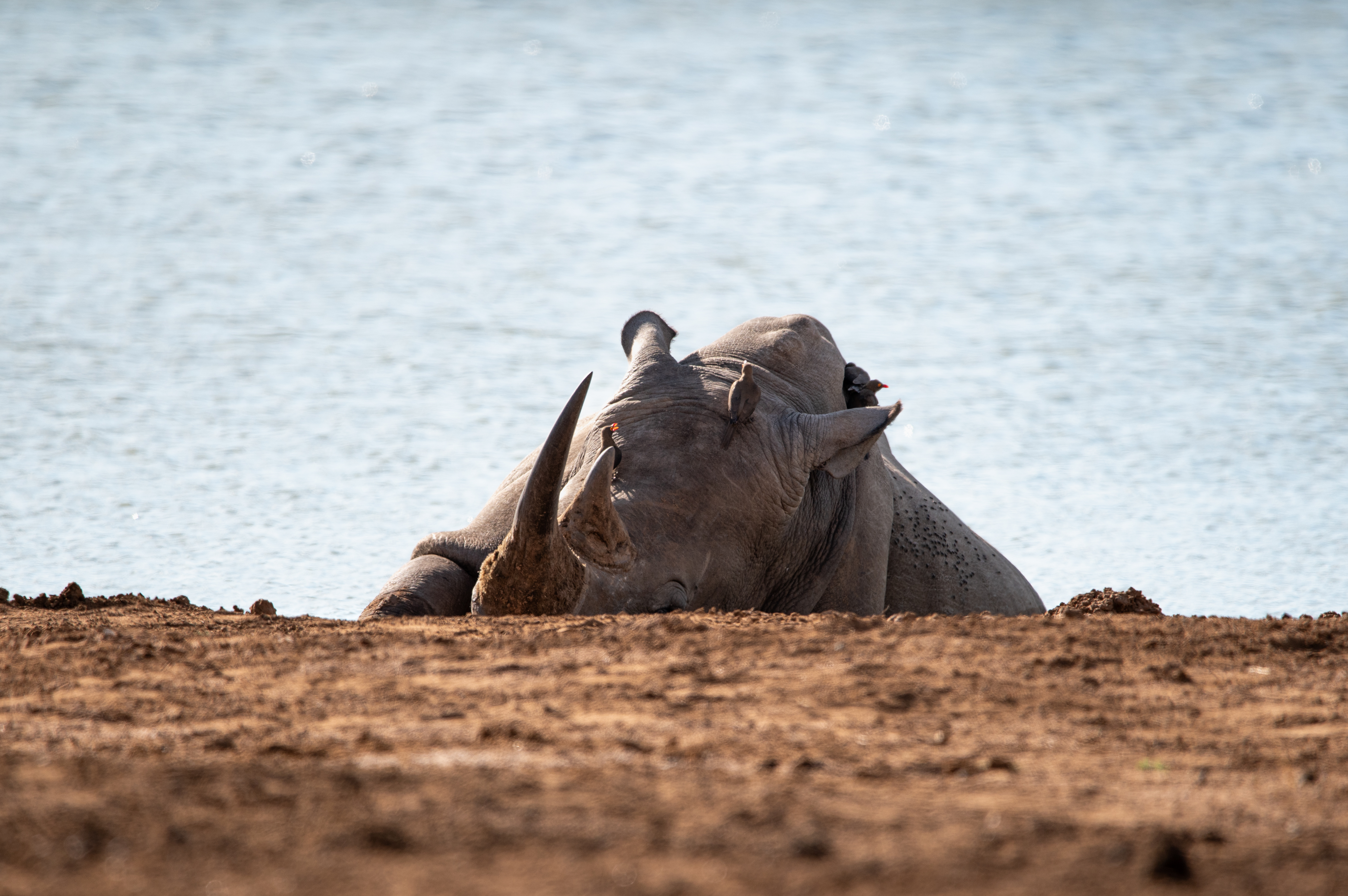 Kruger Nationalpark