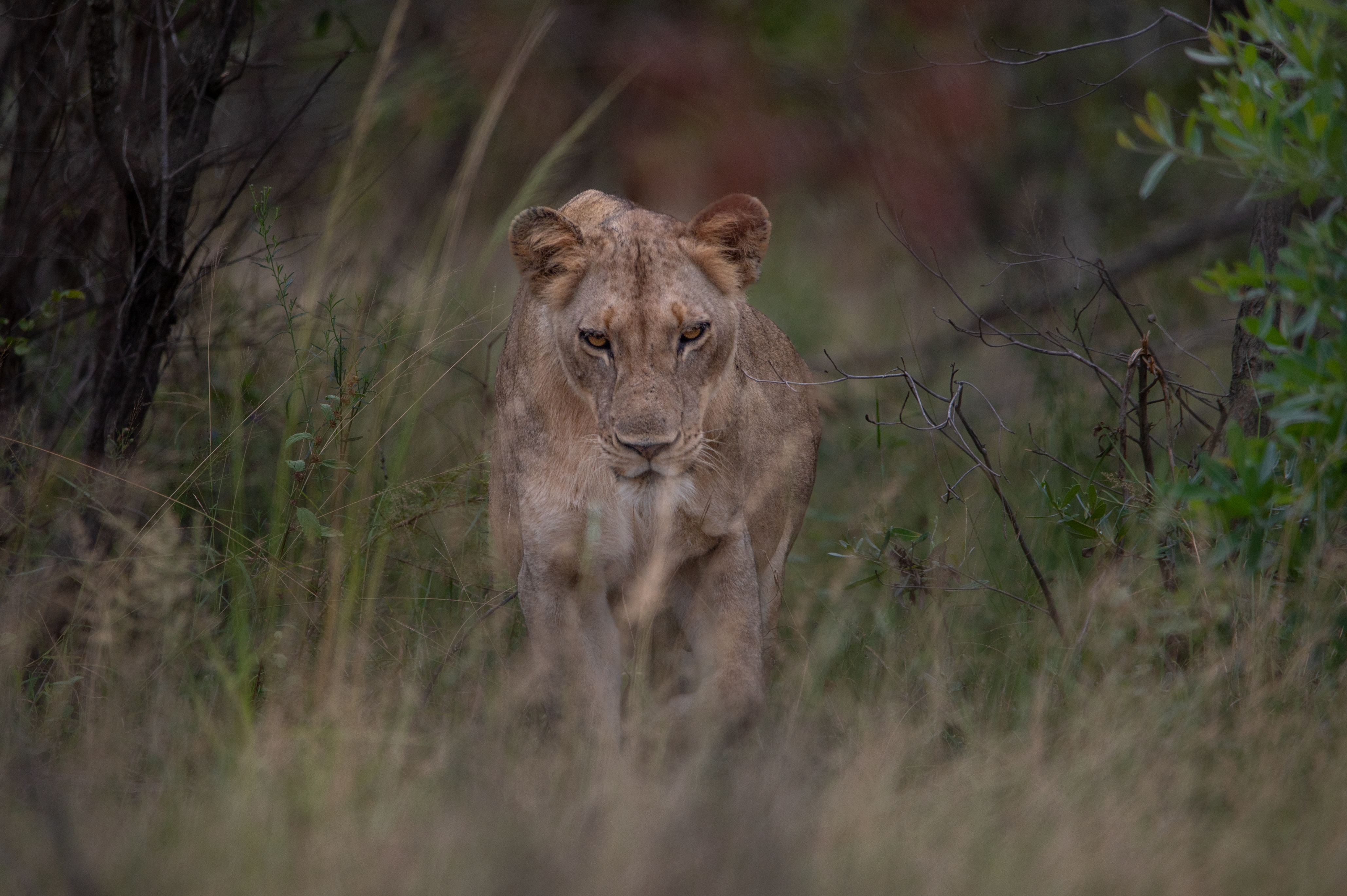 Kruger Nationalpark
