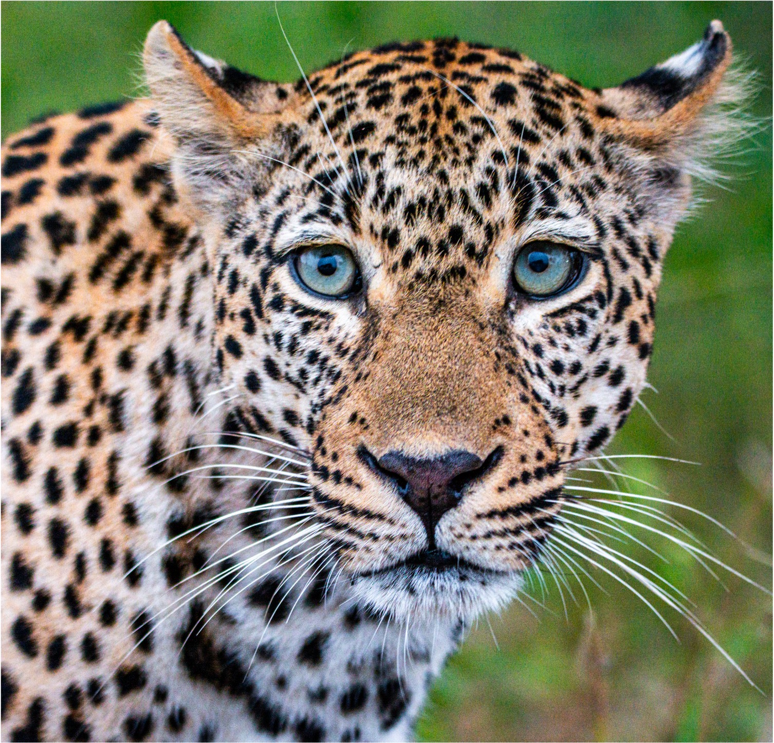 Leopard in der Savanne